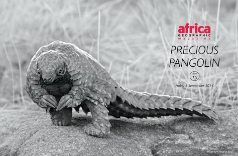 PRECIOUS PANGOLIN | THE STORY OF A LITTLE PANGOLIN WHO’S MAKING A BIG DIFFERENCE | CLICK ON THE IMAGE TO READ THE STORY